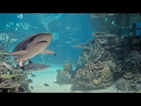 Aquarium at golden hour