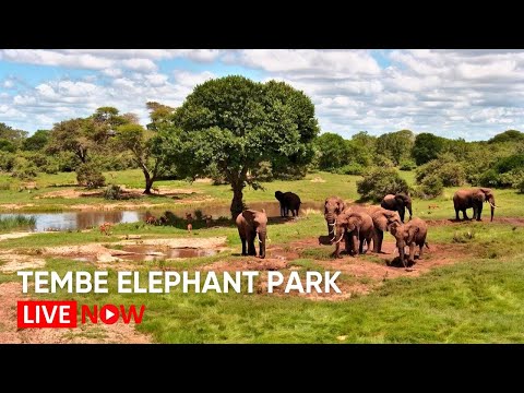 Tembe Elephant Park at golden hour