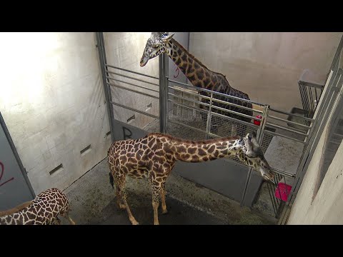 Giraffe Barn at golden hour