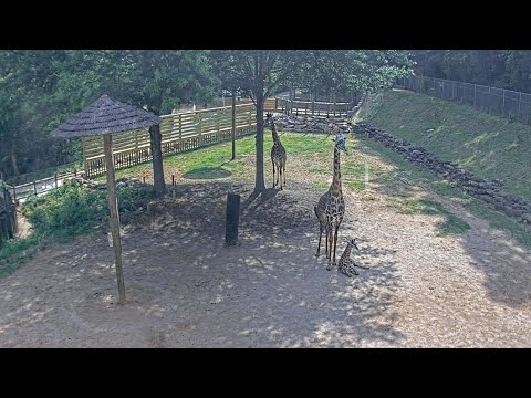 Giraffe Paddock at golden hour